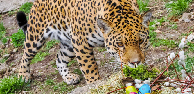 Ein Jaguar schnüffelt an einer bunten Osterdekoration mit Eiern und Moos. Im Hintergrund sind grüne Pflanzen und frische Wiese sichtbar. | © Zoo Salzburg Hellbrunn