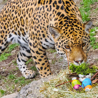 Ein Jaguar schnüffelt an einer bunten Osterdekoration mit Eiern und Moos. Im Hintergrund sind grüne Pflanzen und frische Wiese sichtbar. | © Zoo Salzburg Hellbrunn