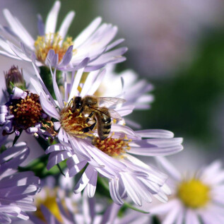 A bee is sitting on a purple flower and collecting nectar. The background is blurred and shows more flowers. | © Zoo Salzburg Hellbrunn