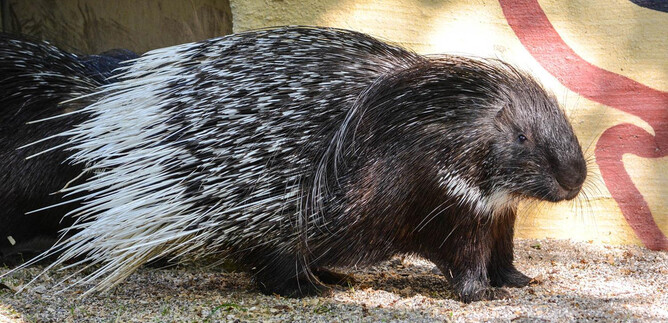 Un porcospino corre sul terreno. Ha un pelo lucido e nero con spine bianche. | © Zoo Salzburg