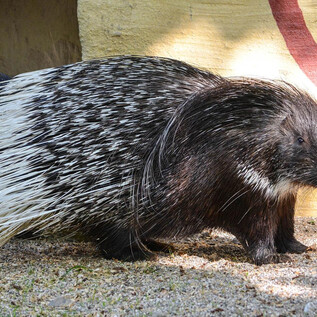 A porcupine runs across the ground. It has shiny black fur with white quills. | © Zoo Salzburg