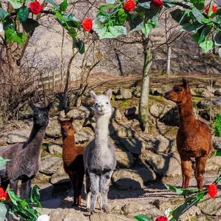 Eine Gruppe von Alpakas steht in der Natur, umgeben von einem herzförmigen Blumenkranz. Die Tiere wirken neugierig und freundlich. | © Angie_Köppl