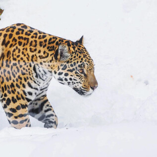 A jaguar steps through the snow. Its spotted fur stands out in stark contrast to the white surface. | © Zoo Salzburg