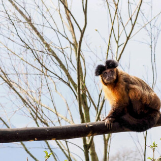 A monkey is sitting on a branch and looking at the camera. In the background, there are bare trees and a cloudy sky.