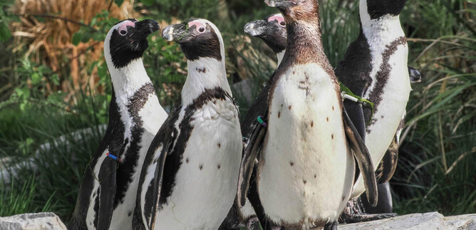 Eine Gruppe von Humboldtpinguinen steht auf einem Felsen. Sie haben ein auffälliges schwarzes und weißes Gefieder und sind von grünem Gras umgeben. | © Zoo Salzburg