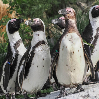 Un groupe de pingouins de Humboldt se tient sur un rocher. Ils ont un plumage noir et blanc frappant et sont entourés d'herbe verte. | © Zoo Salzburg
