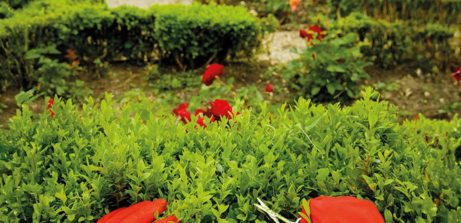 A garden with a hedge bundle being trimmed with red gloves. In the background, some people and flowering plants are visible. | © Valentina Schuster