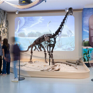 Sonderschau Europasaurus | © Haus der Natur