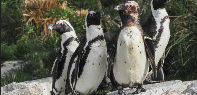 Eine Gruppe von Pinguinen steht auf einem Felsen. Sie haben ein auffälliges schwarz-weißes Gefieder und sind von grüner Vegetation umgeben. | © Zoo Salzburg