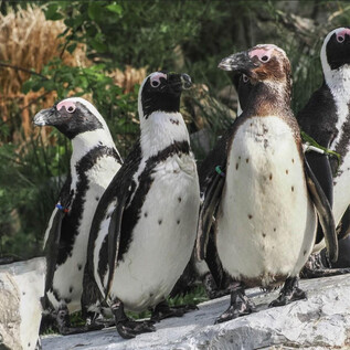 A group of penguins is standing on a rock. They have striking black and white plumage and are surrounded by green vegetation. | © Zoo Salzburg