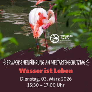 Egy csapat pingvin áll egy szirten. Feltűnő fekete-fehér tollazatuk van, és zöld növényzet veszi körül őket. | © Zoo Salzburg