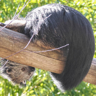 Three gibbons are sitting on the ground. A young gibbon is playing while the other two are calm. | © Zoo Salzburg Hellbrunn