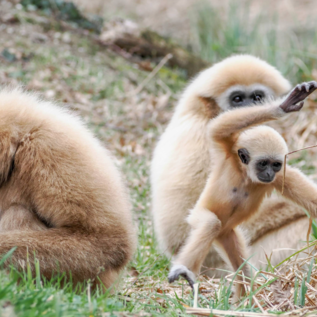 Drei Gibbons sitzen auf dem Boden. Ein junger Gibbon spielt, während die anderen beiden ruhig sind. | © Zoo Salzburg Hellbrunn