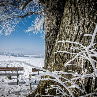 A snowy landscape with a frozen tree and a bench. The sky is clear and blue, conveying a tranquil winter day. | © wildbild
