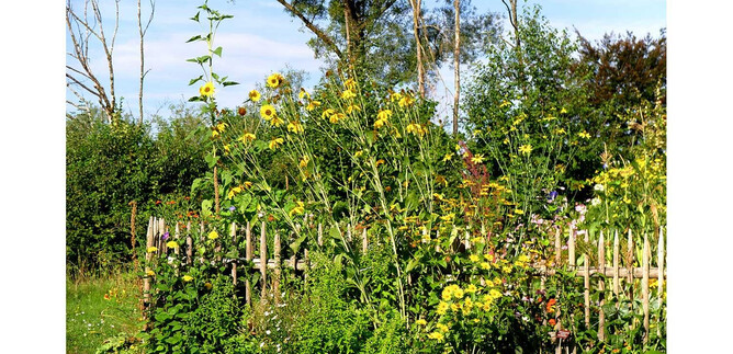 A blooming garden with tall sunflowers and a wooden fence. In the background, green trees and a blue sky are visible. | © Simon P. Haigermoser