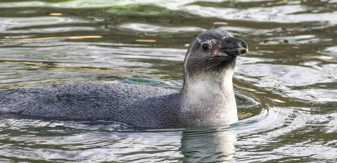 Una especie de rana verde está sentada entre las hojas de las plantas. La piel de la rana tiene una textura irregular y llamativa. | © Zoo Salzburg