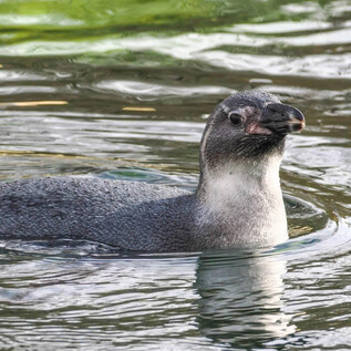 A green frog species sits among plant leaves. The skin of the frog has a striking, irregular texture. | © Zoo Salzburg