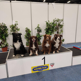 Ein klassisches Autoinneres mit einem weißen Lenkrad und vielen Instrumenten. Die Details des Armaturenbretts sind elegant und nostalgisch. | © KVS - Kynologischer Verein Salzburg