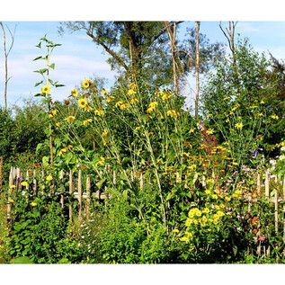 A colorful garden with tall sunflowers and a wooden picket fence. In the background, green trees and a blue sky can be seen. | © Simon P. Haigermoser
