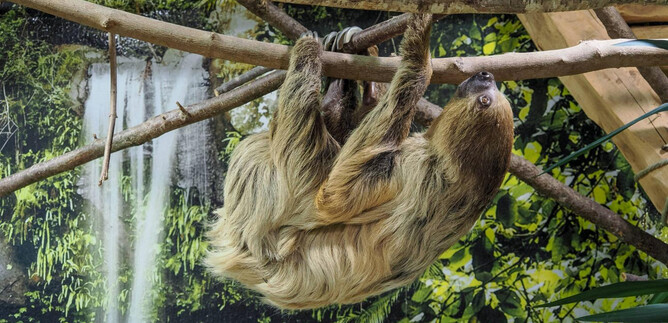 Three gibbons are sitting on the ground. A young gibbon is playing while the other two are calm. | © Zoo Salzburg Hellbrunn