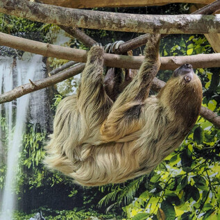 Trois gibbons sont assis sur le sol. Un jeune gibbon joue pendant que les deux autres restent calmes. | © Zoo Salzburg Hellbrunn