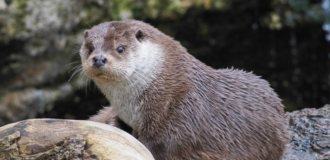 Welttag der Otter | © Zoo Salzburg Hellbrunn