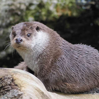 Welttag der Otter | © Zoo Salzburg Hellbrunn