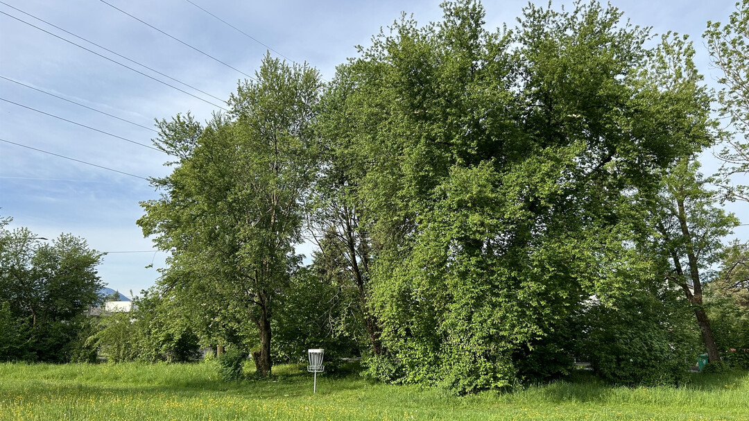 DiscGolf-Anlage Salzachsee