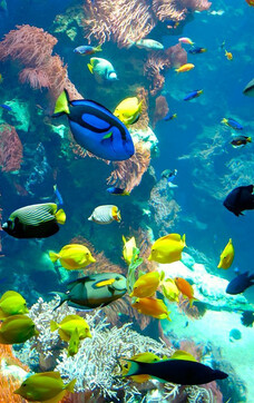 Aquarium-corral reef | © Haus der Natur