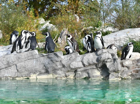 Brillenpinguine | © Zoo Salzburg / Kerstin Joensson