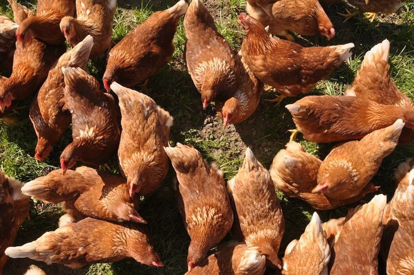 Unsere fleissigen Hühner | © Gastagwirt